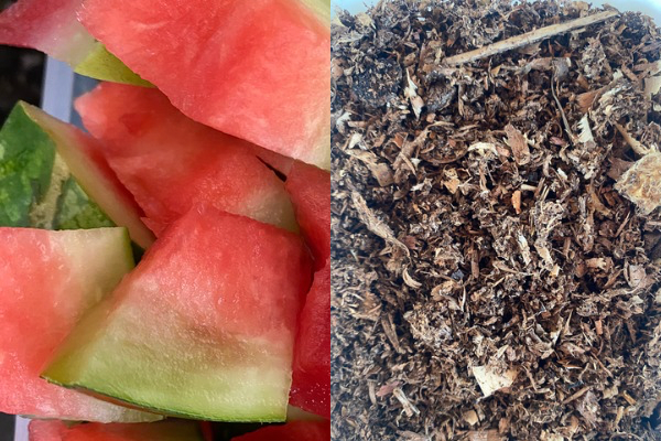 Como Transformar Lixo Orgânico em Super Adubo com Minhocas: Guia Passo a Passo para Iniciantes